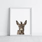 Baby Donkey Portrait Print