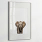 Baby Elephant Portrait Print