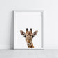 Baby Giraffe Portrait Print