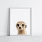 Baby Meerkat Portrait Print