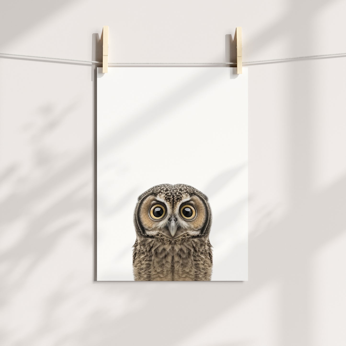 Baby Owl Portrait Print