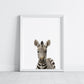 Baby Zebra Portrait Print